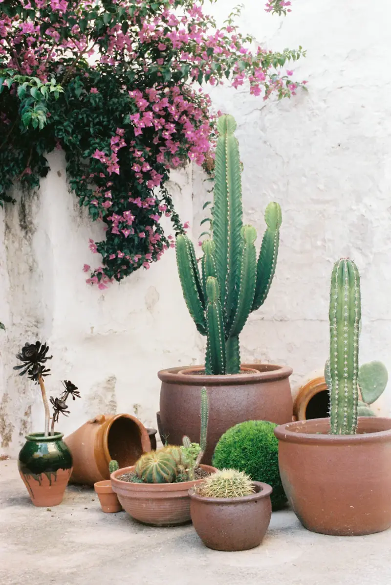 Small cacti in terracotta pots