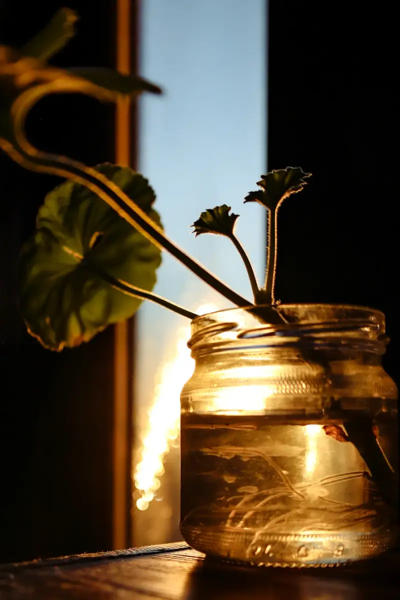 Pothos cuttings rooting in a glass jar