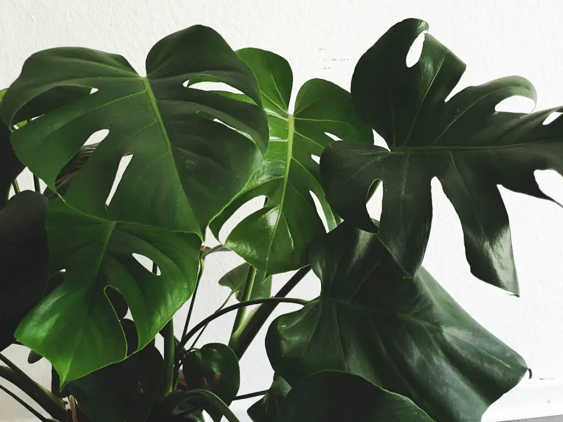 Monstera deliciosa with large split leaves