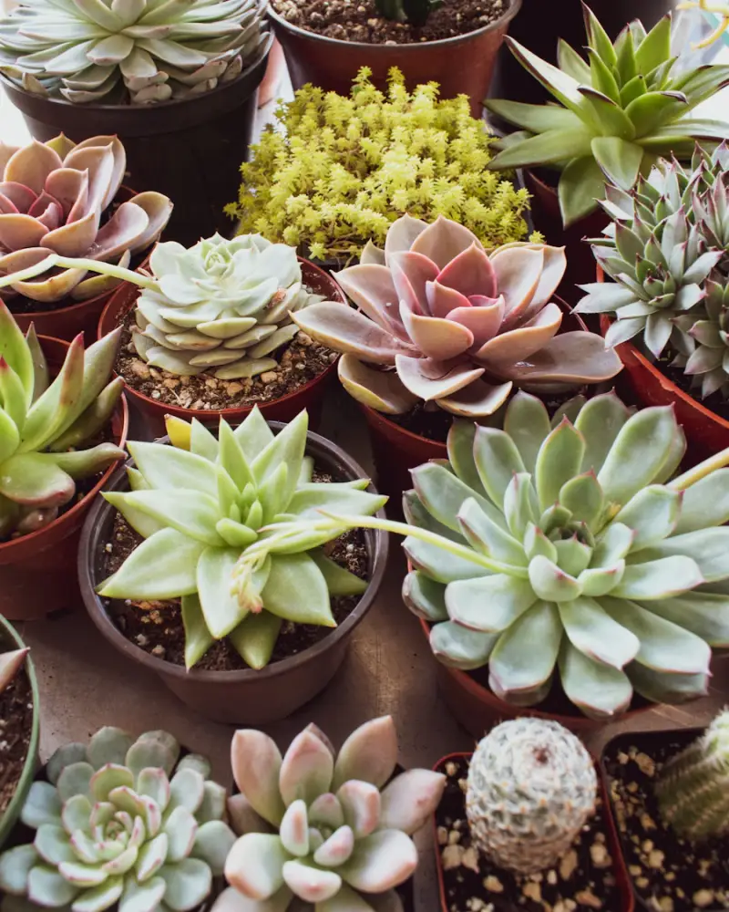 Assorted succulents and echeverias