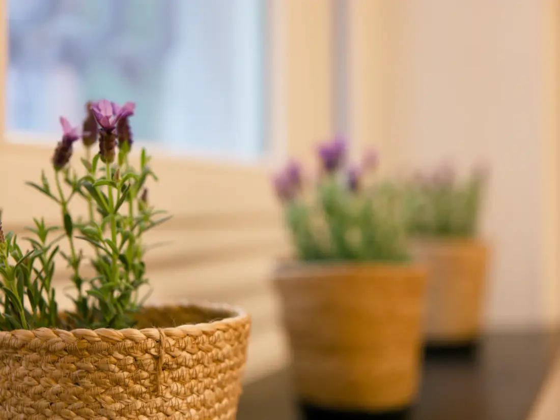 Lavender plants in woven baskets